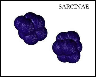 sarcinae